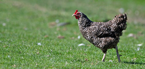 Poster - Plymouth Rock chicken // Plymouth Rock Huhn