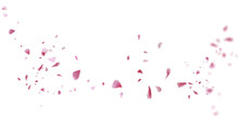 Beautiful Floral Overlay With Flying Pink Petals At Transparent Background 
