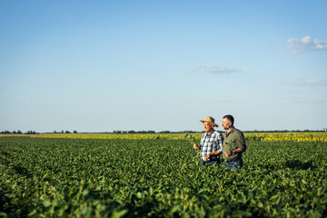 Wall Mural - Two farmers in a field examining soy crop.