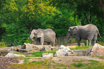 Wall Mural - Beautiful elephants in zoo on sunny day