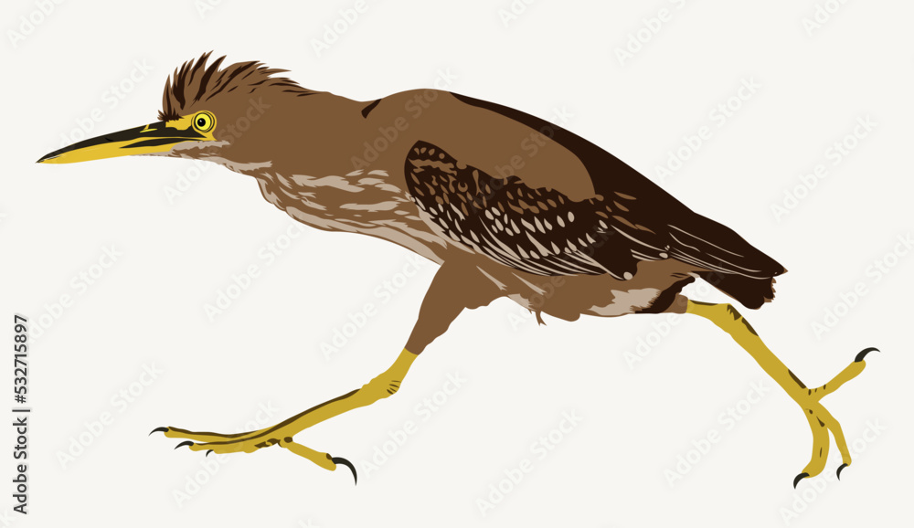 Running bird green heron (Butorides virescens) is a small heron of ...