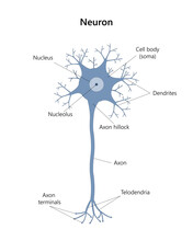 Neuron. Neuronal Structure. Vector Illustration