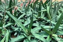 Gasteria Verrucosa (Warty Aloe.)