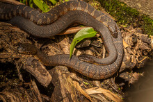 Northern Brown Water Snakes Breeding