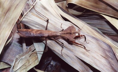 Closeup photo of a Deroplatys desiccata in a leaf