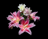 Fototapeta Storczyk - Pink-white lily flowers with green leaves isolated on black background, elegant bouquet.