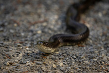 Black Rat Snake Slithers On The Trail