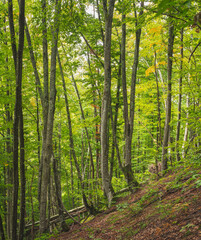  beech forest on cloudy autumn day