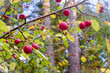 
The fruits of the wild apple tree, which are called 
