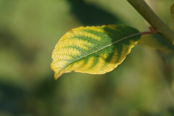 Poster - autumn leaves in the sun,leaf, nature, plant, tree, leaves, spring, branch, summer, foliage, flora, macro, closeup, flower, green, garden, insect, close-up, drop, season, color, environment, fresh, 