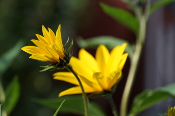 Poster - yellow flowers,blume, pink, natur, garden, pflanze, blühen, schönheit, sommer, flora, aufblühen, frühling, floral, chrysantheme, lila, dahlia, farbe, blumenstrauss, rot, close up, schön