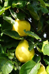 Poster - A pear qiutte hanging from the tree,ruit, tree, food, garden, plant, branch, nature, tomato, leaf, pear, agriculture, ripe, vegetable, leaves, fresh, organic, yellow, healthy, pears, lemon, 