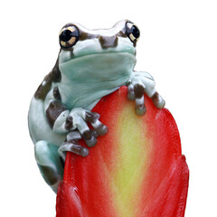 Wall Mural - tiny amazon milk frog on red bud, panda bear tree frog closeup