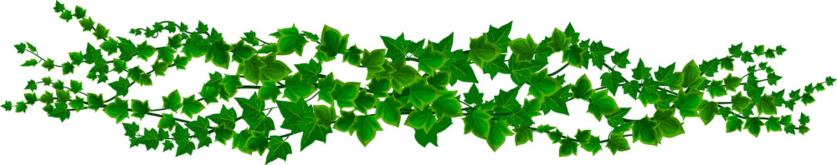 Wall Mural - isolated ivy liana, jungle tropical branch vine