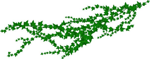 Wall Mural - green climbing liana isolated ivy creeper branch