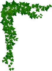 Sticker - Vertical isolated ivy lianas, vector green vine