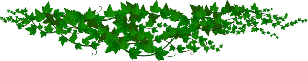 Wall Mural - ivy liana, jungle plant vine and tropical branch
