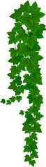 Wall Mural - creeper plant vine climber, vertical ivy liana
