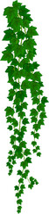 Sticker - Vertical isolated ivy liana, hedera leaves plant