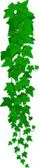 Wall Mural - hedera, green common ivy lianas creeping branch