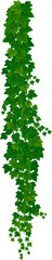 Wall Mural - common ivy flowering plant vertical isolated liana