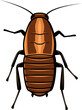 Oriental cockroach, waterbug or black cockroaches
