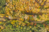 Fototapeta Pomosty - Autumn forest from above