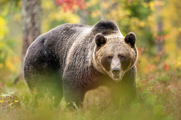 Wall Mural - European brown bear in autumn forest scenery