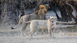 Löwen im Mana Pools Nationalpark