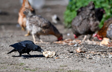 Carrion Crow At A Chicken Coop // Aaskrähe, Rabenkrähe (Corvus Corone) An Einem Hühnerstall