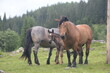 Pferdeparadies. Schöne Noriker auf der Almweide