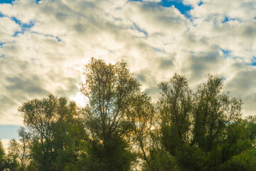 Poster - The edge of a lake with reed and withered wild flowers in wetland in sunlight at sunrise at fall, Almere, Flevoland, The Netherlands, September, 2022