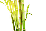 Fototapeta Sypialnia - Bamboo stalks with leaves
