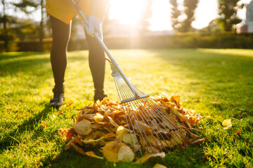 Rake and pile of fallen leaves on lawn in autumn park. Volunteering, cleaning, and ecology concept. Seasonal gardening.
