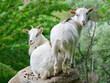 White American pygmy goats looking at you in Lake Iseo, Italy