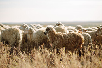 Herd of sheep grazing on the field.