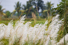 White Kash Flower Or Wild Sugarcane Or Kans Grass Swaying In Wind During Hindu Festival Of Durga Puja Or Dussehra In West Bengal. Lush Green Paddy Field In The Background.