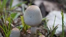 Close Up Of A Chlorophyllum Molybdites Mushroom