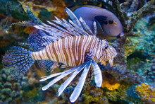 Exotic Red Lionfish Close Up Dangerous Predator In Fresh Water