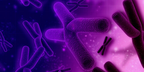 3d rendering human body chromosomes