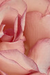 Rose Macro Background