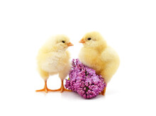 Two Yellow Small Chickens With Lilac.