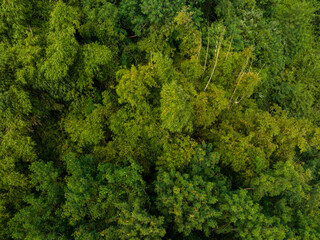 Wall Mural - top down view of the tropical forest jungle