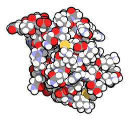 Poster - SUMO (Small Ubiquitin-like Modifier, SUMO-1) protein. Attachment of SUMO to proteins is a post-translational modification called sumoylation. 3D illustration.