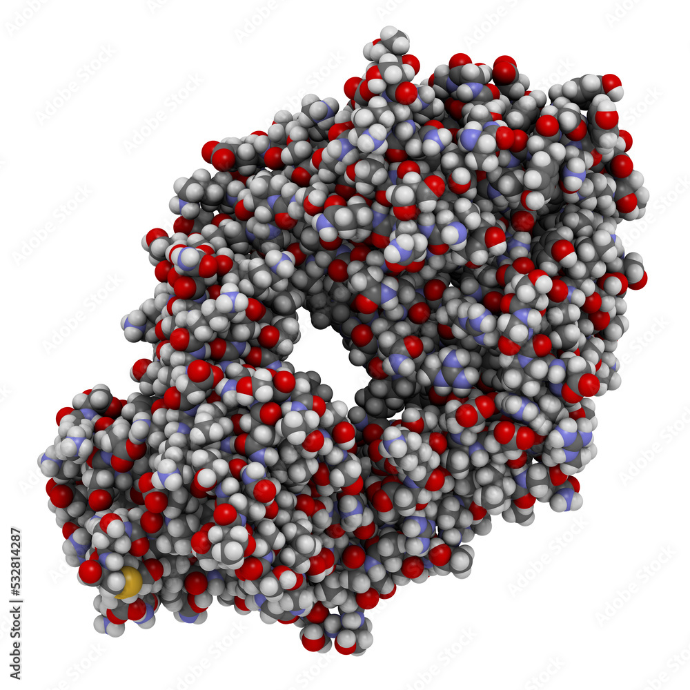 Dabigatran antidote protein bound to dabigatran. Structure of an ...