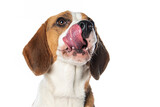 Fototapeta Pokój dzieciecy - Beagle dog isolated on white background