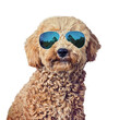 Hund Pudel Pepe mit Sonnenbrille