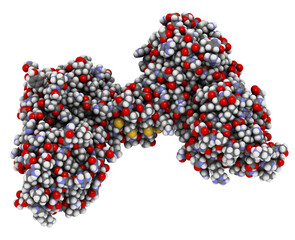 Poster - Dystrophin muscle protein domain (N-terminal actin binding domain). Defects cause Duchenne muscular dystrophy (DMD).