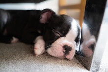 Boston Terrier Puppy Asleep On The Floor Next To The Metal Leg Of A Sofa. Her Reflection Can Be Seen In The Mirrored Surface.