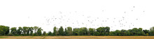 Treeline And A Swarm Of Birds